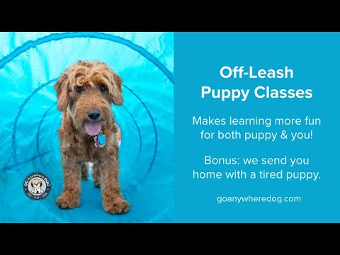 Watch a Go Anywhere Dog Puppy & Me class on YouTube