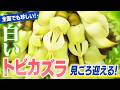 【話題】国内でも超希少!白いトビカズラ見ごろ迎える