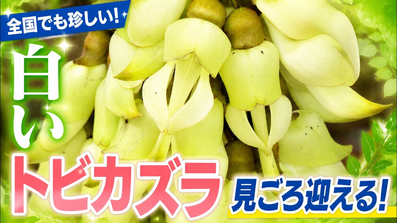 【話題】国内でも超希少!白いトビカズラ見ごろ迎える