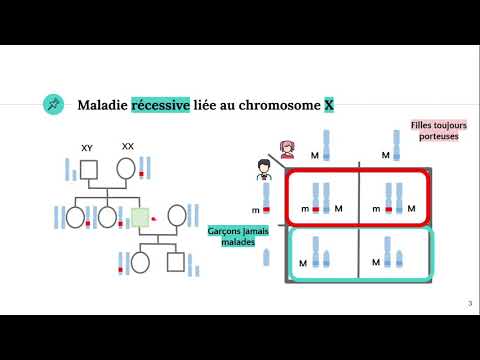 Vidéo: Différence Entre Les Autosomes Et Les Chromosomes Sexuels