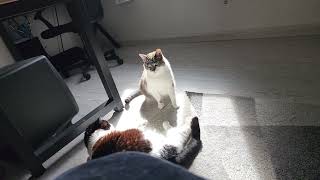 this is meow sunny spot by MimiBlueOsa 4,457 views 3 weeks ago 40 seconds