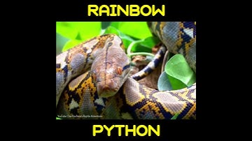 The Beautiful Rainbow Reticulated Python #shorts
