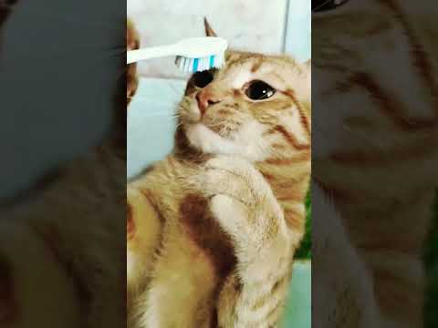 кот и зубная щётка