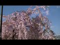 伊丹の桜