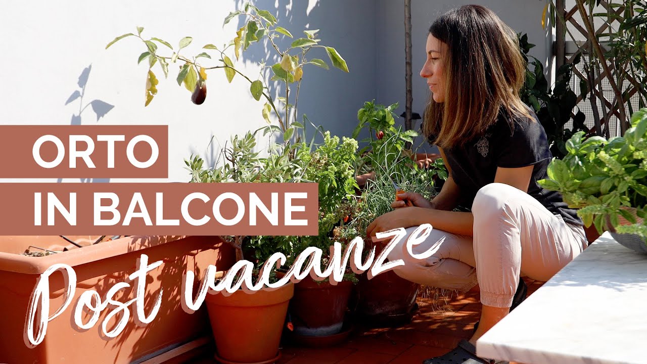 Come conservare le ERBE AROMATICHE? Rinvasi e preparazioni per l’autunno | Orto in balcone