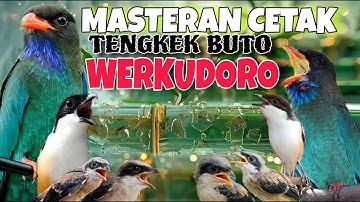 TENGKEK BUTO WERKUDORO!! MASTERAN CENDET JUARA NASIONAL FULL TEMBAKAN TENGKEK BUTO PANJANG KEKINIAN