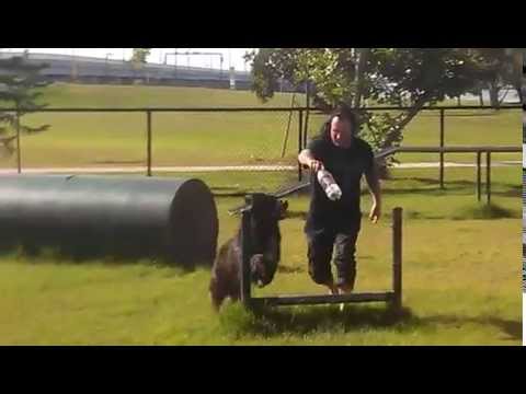 nibbler-at-dog-park-agility