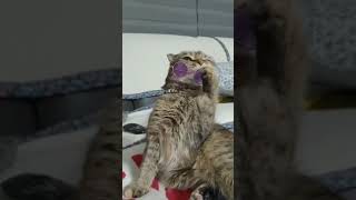 Funny Cat wearing glasses like a PRO - Cute Cat Videos - Funny Cat Videos
