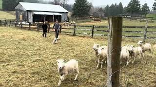 Gertie the Wheaten Terrier  Sheep Herding Instinct Test 1