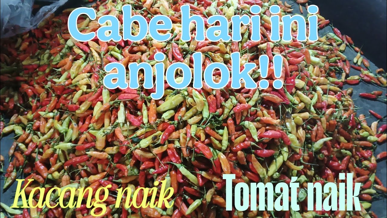 Cabe harganya turun drastis update harga terbaru pasar grosir ngronggo kota kediri 