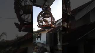 Download Lagu Perkutut udan emas lagi kasmaran MP3