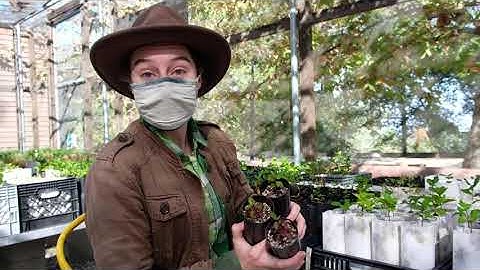Learn at Home - Native Plants and Fire Resilience