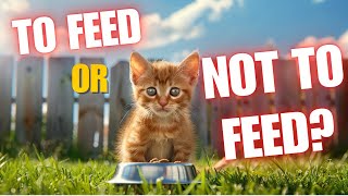 STOP Feeding Feral Cats??? The Truth You NEED to Know!