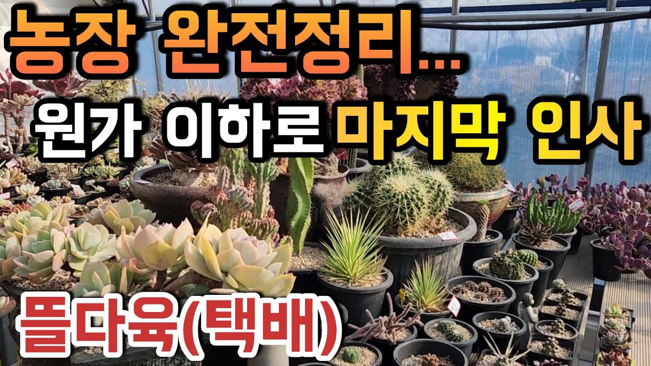 (판매하고 남은 다육이-방문하시면 더 저렴하게 드림 )농장 완전정리｜원가 이하로 다육이 판매 ㅣ#뜰다육 ㅣ#신쌤의다다육선(多肉植物, succulent, たにくしょくぶつ)