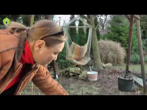 Video: Sadenice S Otvoreným Koreňovým Systémom - Ako Ich Vybrať A Bezchybne Ich Vysadiť Na Záhrade (2. časť)