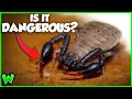These TINY VENOMOUS SCORPIONS are Living in YOUR Yard!