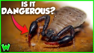 These TINY VENOMOUS SCORPIONS are Living in YOUR Yard!