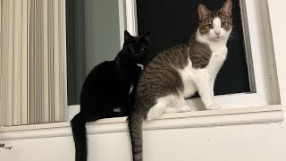 I thought I lost my babies 🐈🐈‍⬛