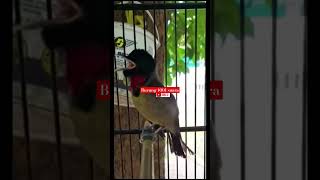 Burung Samyong Tembakan Variasi