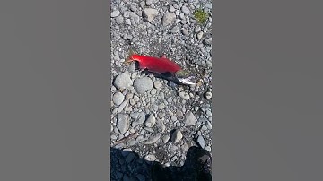 River Monster, Sockeye Salmon, Kenai River #guided #kenai river # sockeye