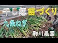 干し葱苗づくり　九条ねぎ　目指せ100品目　邑南町　駒川農園　21.6.28