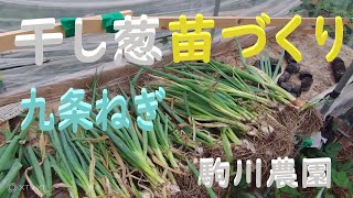 干し葱苗づくり　九条ねぎ　目指せ100品目　邑南町　駒川農園　21.6.28