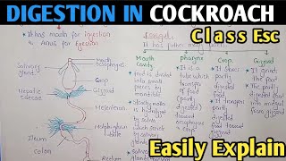 Digestion In Cockroach | Digestive system | Class 11 Biology