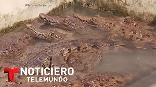 Mueren decenas de cocodrilos en Honduras, de la familia Rosenthal | Noticiero | Noticias Telemundo