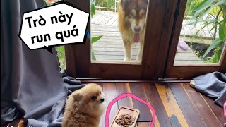 Thử Nhốt Mật Bên Ngoài Và Cho Bee Ăn   How to train a dog not to fight for food