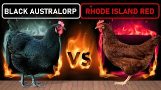 Black Australorp vs Rhode Island Red | Two Best DualPurpose Chicken Breeds for Free Range Farming