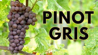 Understand PINOT GRIS in 5 Minutes | The Gray Grape Secret