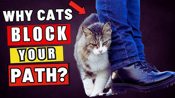 “If Your Cat Blocks Your Path, This Is What They’re Trying to Say! 🚧🐾 Feline Behavior Explained”