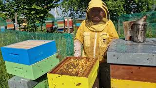 Apicoltura 2024: nuovo nucleo in apiario, produzione mieli monoflora