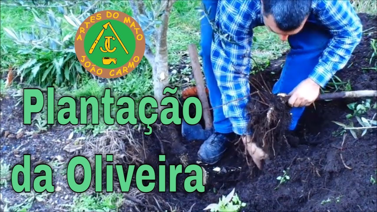#Plantação da #Oliveira