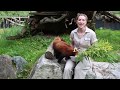 Red Panda Chat with Zookeeper Martha