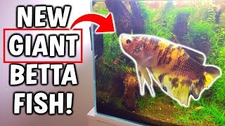 New GIANT Betta Fish! Added To Perfect Betta Aquarium