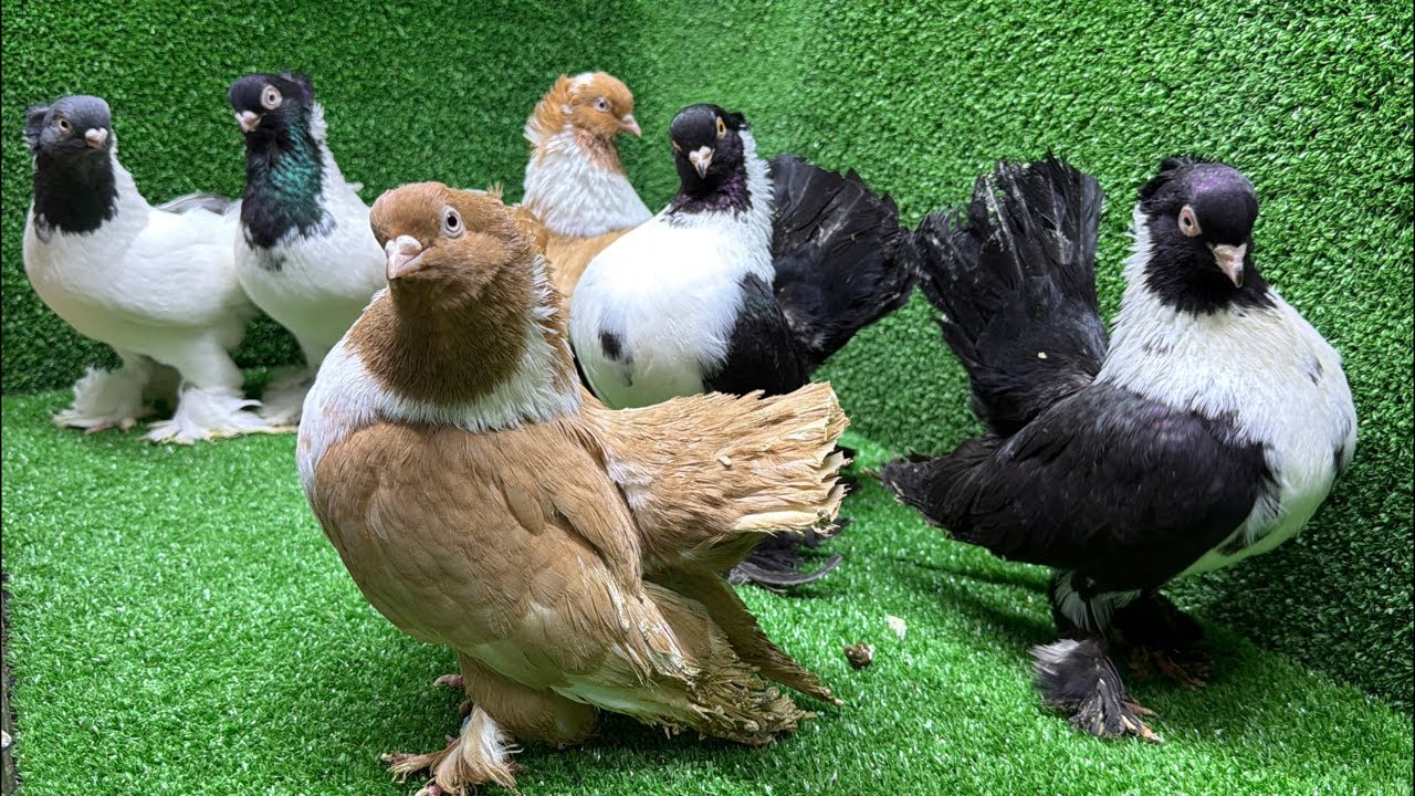 CANLI MEZAT FERHAT ÖZTÜRK ( güvercin ihalesi )