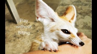 Fox Owners Beginners Guide: Play without Biting