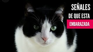 COMO SABER SI MI GATA ESTA EMBARAZADA / 5 señales 🐈✅️