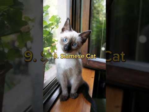 Video: Vetstreet Ultimate Cat plemeno Challenge