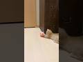 捕まえた！