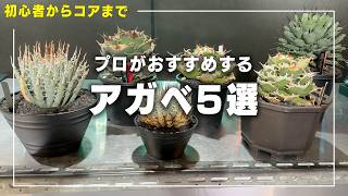 初心者からコア】プロがおすすめするアガベ5選【多肉植物】【初心者