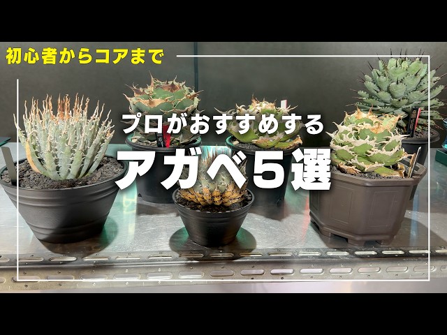 初心者からコア】プロがおすすめするアガベ5選【多肉植物】【初心者