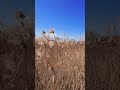 산책중 안산 갈대습지공원 #walking #가을 #갈대
