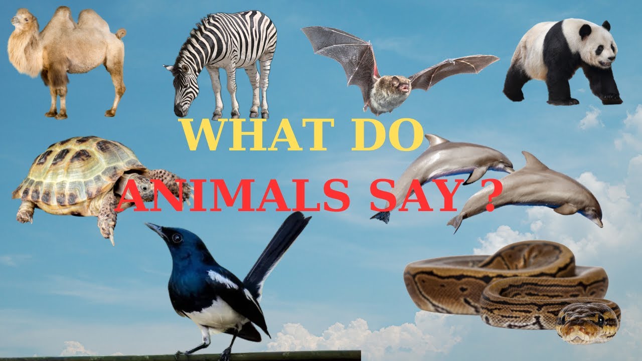 🐪 Animal Voices and Cute Pets – Python, Bat, Zebra, Camel, Dolphin, Turtle 😲