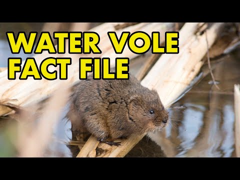 Video: Common vole: species description, habitat and interesting facts