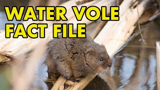 Water vole: Fact File (British Wildlife Facts)