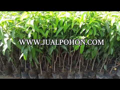 Tanam Bibit Pohon Mangga Kiojay Unggulan, Dapatkan Hasil Optimal!