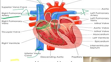 Cardiovascular System (Ch 17)