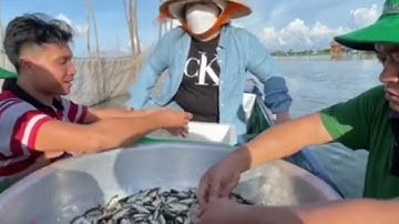 Lũ đỉnh điểm nước rút mạnh đặt đay săn bắt cá linh trúng mánh